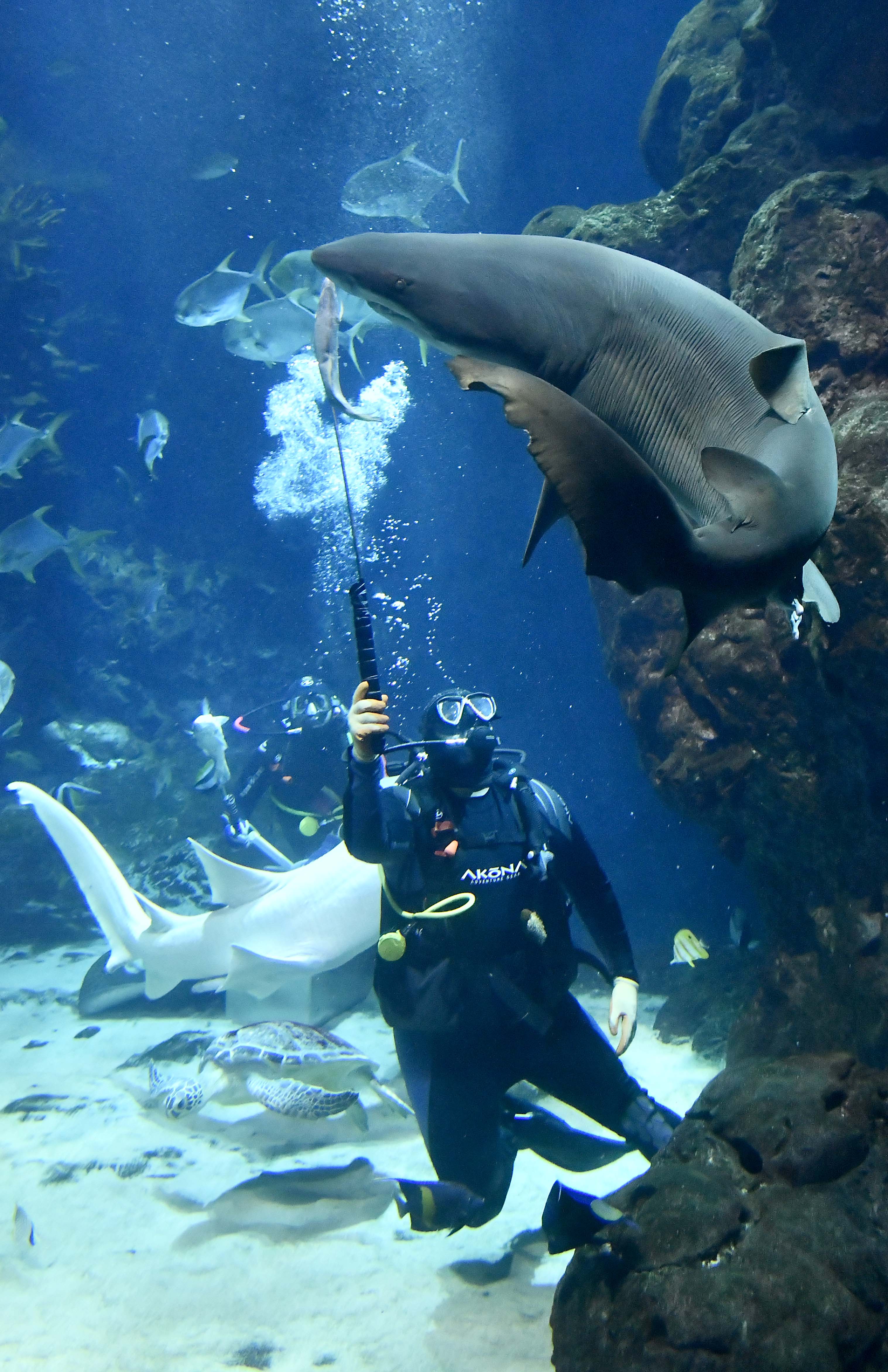 كونا Kuwait Scientific Ctr. Aquarium amazes visitors with shark