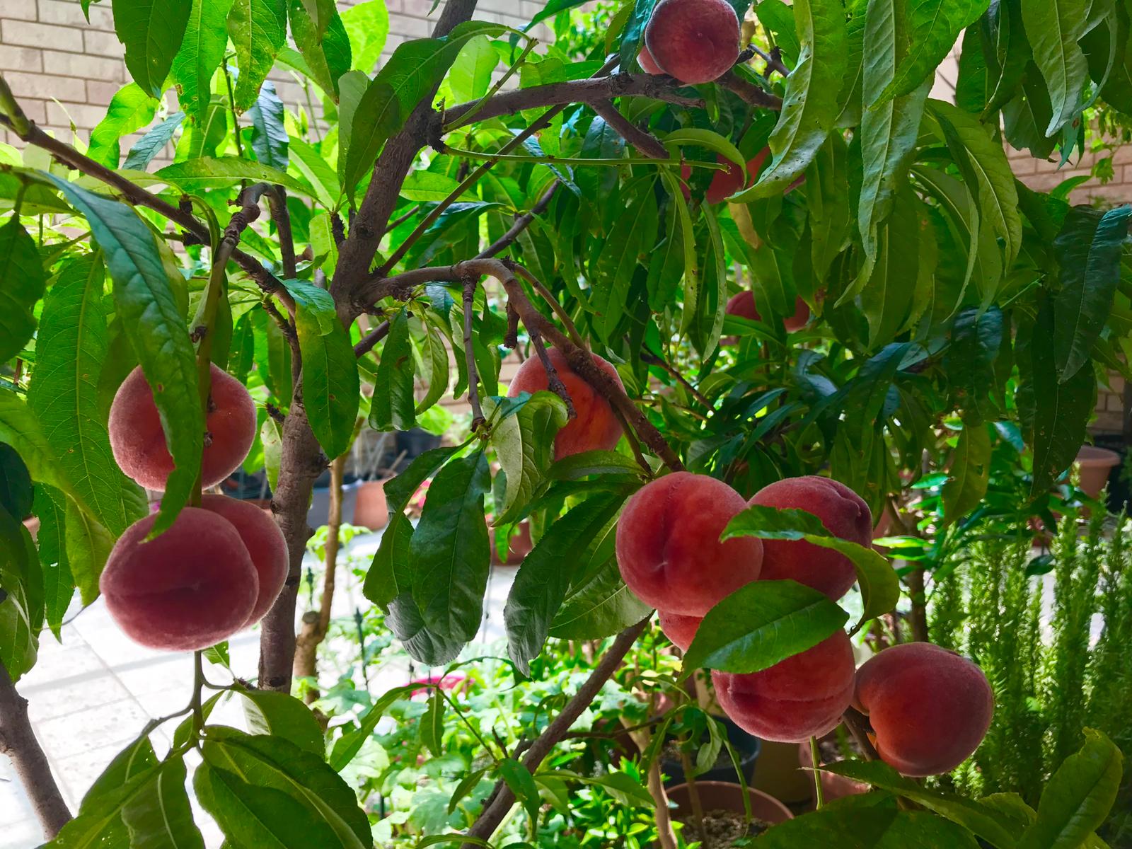 Seasonal fruits of home farming