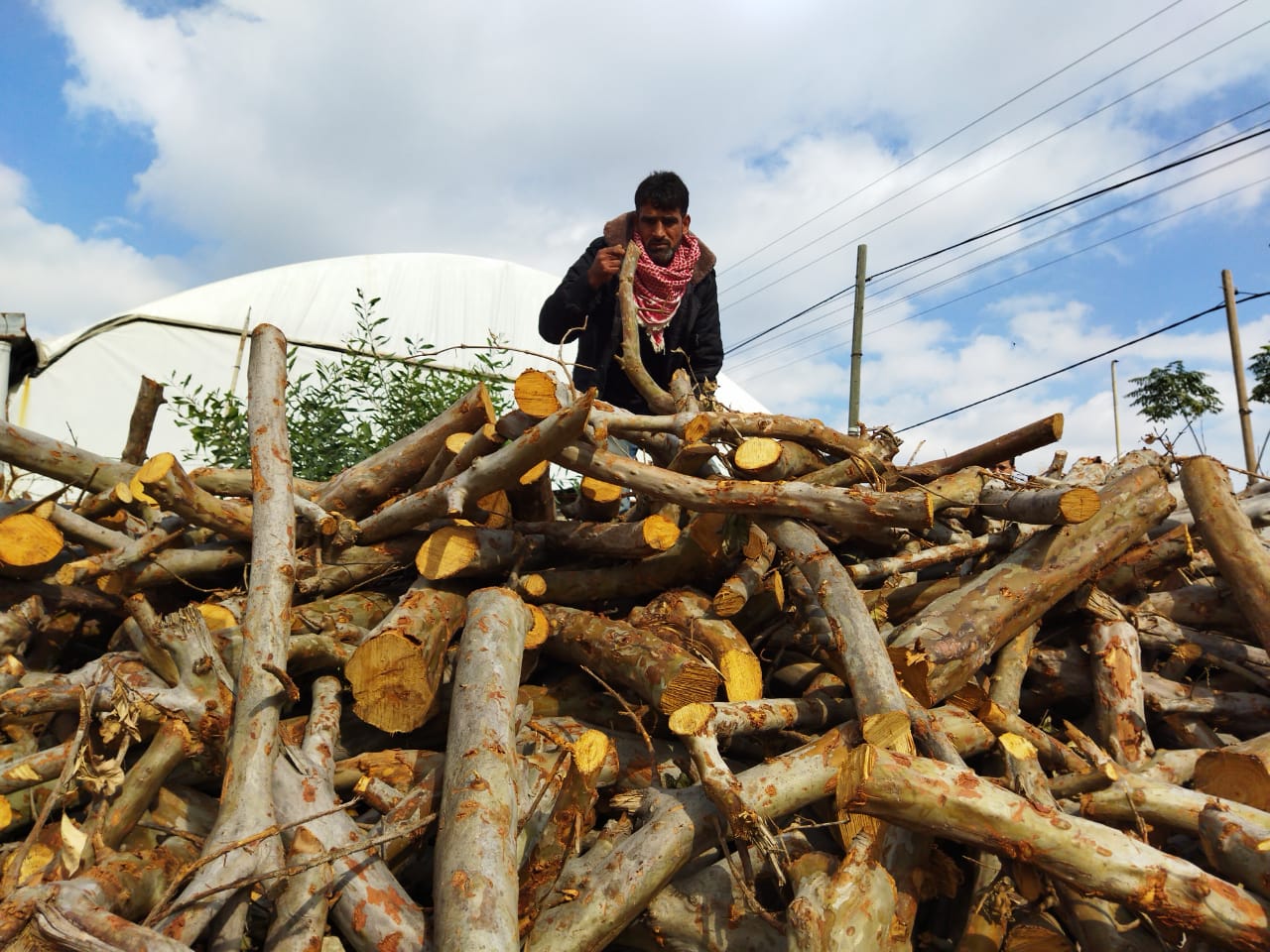 selling wood in Gaza is a mean to earn money