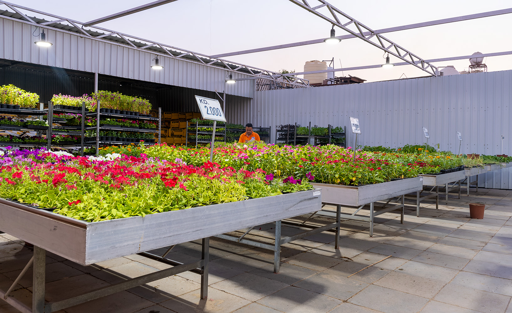 كونا Kuwait plant nurseries are crowded with people as autumn