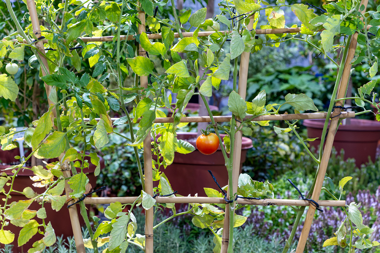 كونا Kuwait plant nurseries are crowded with people as autumn