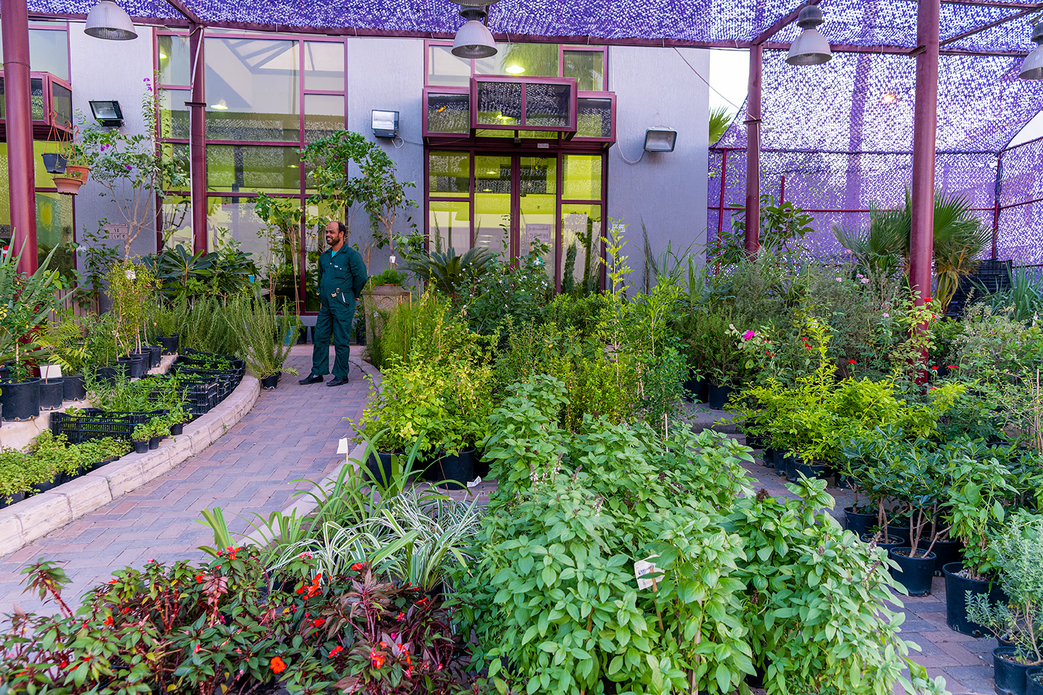 كونا Kuwait plant nurseries are crowded with people as autumn