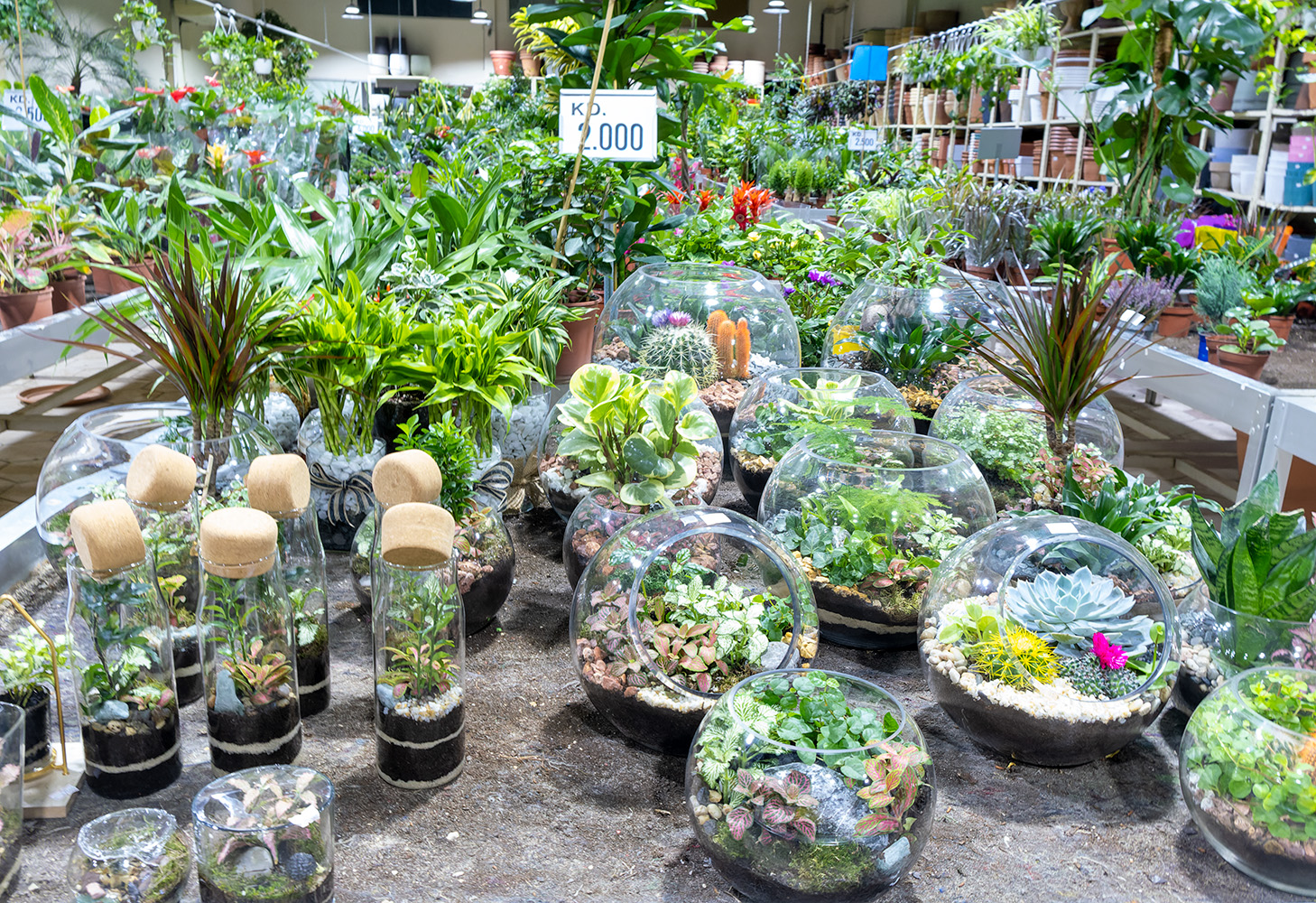 كونا Kuwait plant nurseries are crowded with people as autumn