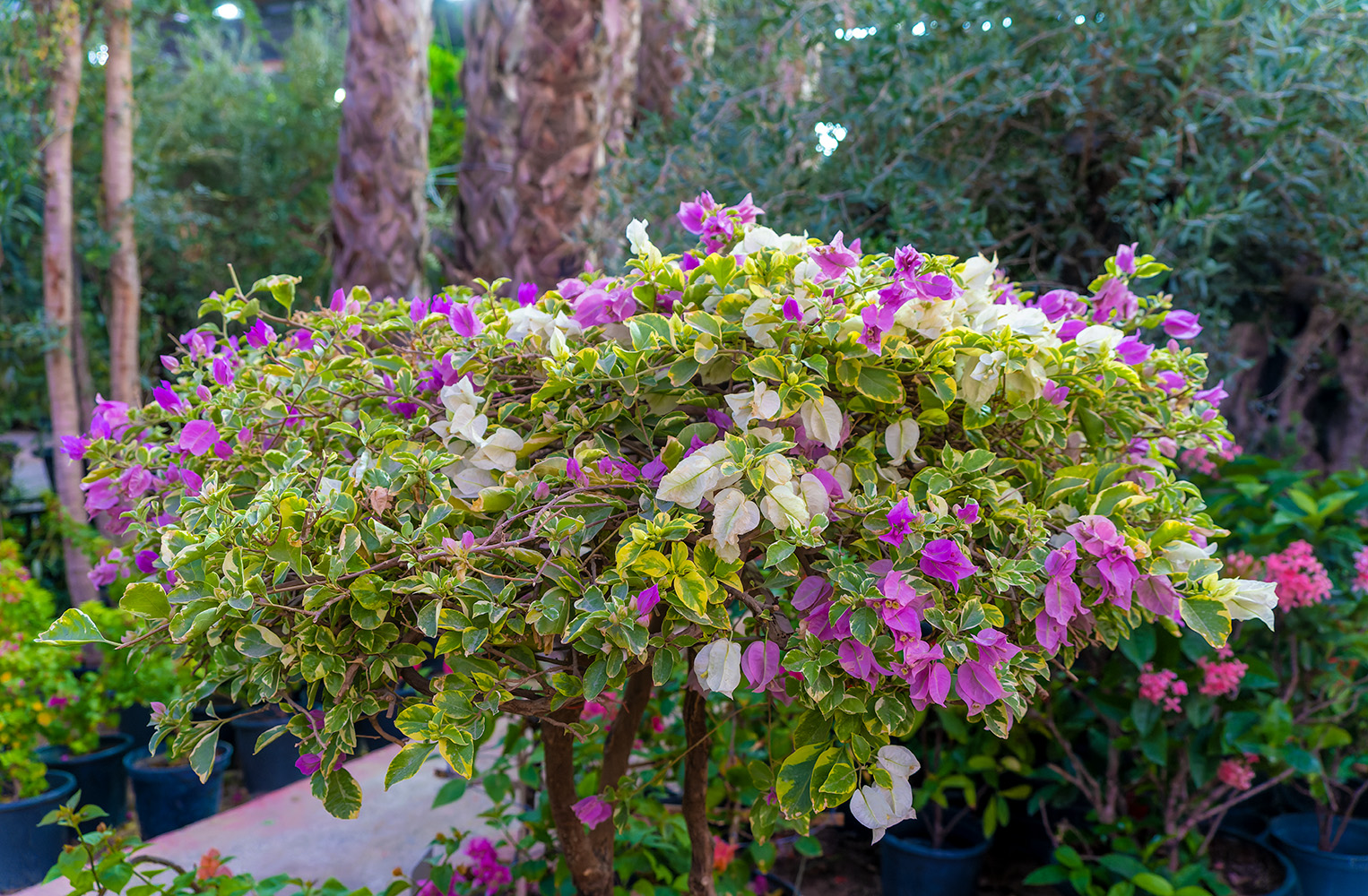 كونا Kuwait plant nurseries are crowded with people as autumn