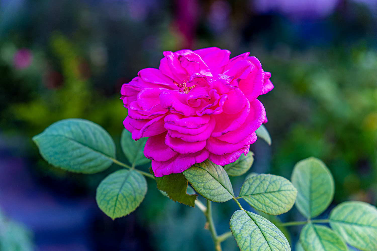 كونا Kuwait plant nurseries are crowded with people as autumn