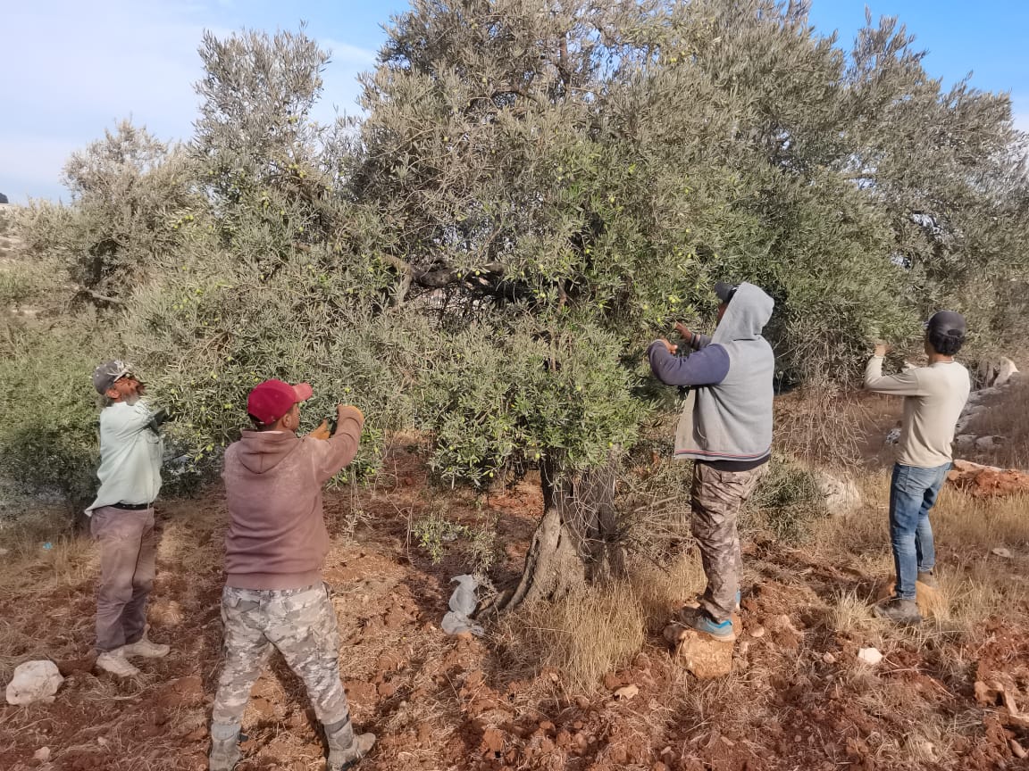 Olive tree cultivation - AZUD