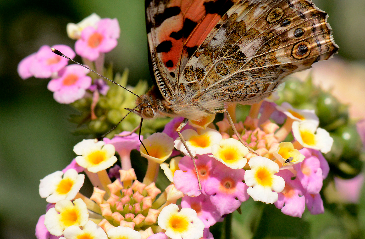 انتشار الفراشات في الحدائق وكأنها لوحة تشكيلية بوشاح مطرز بالأزهار