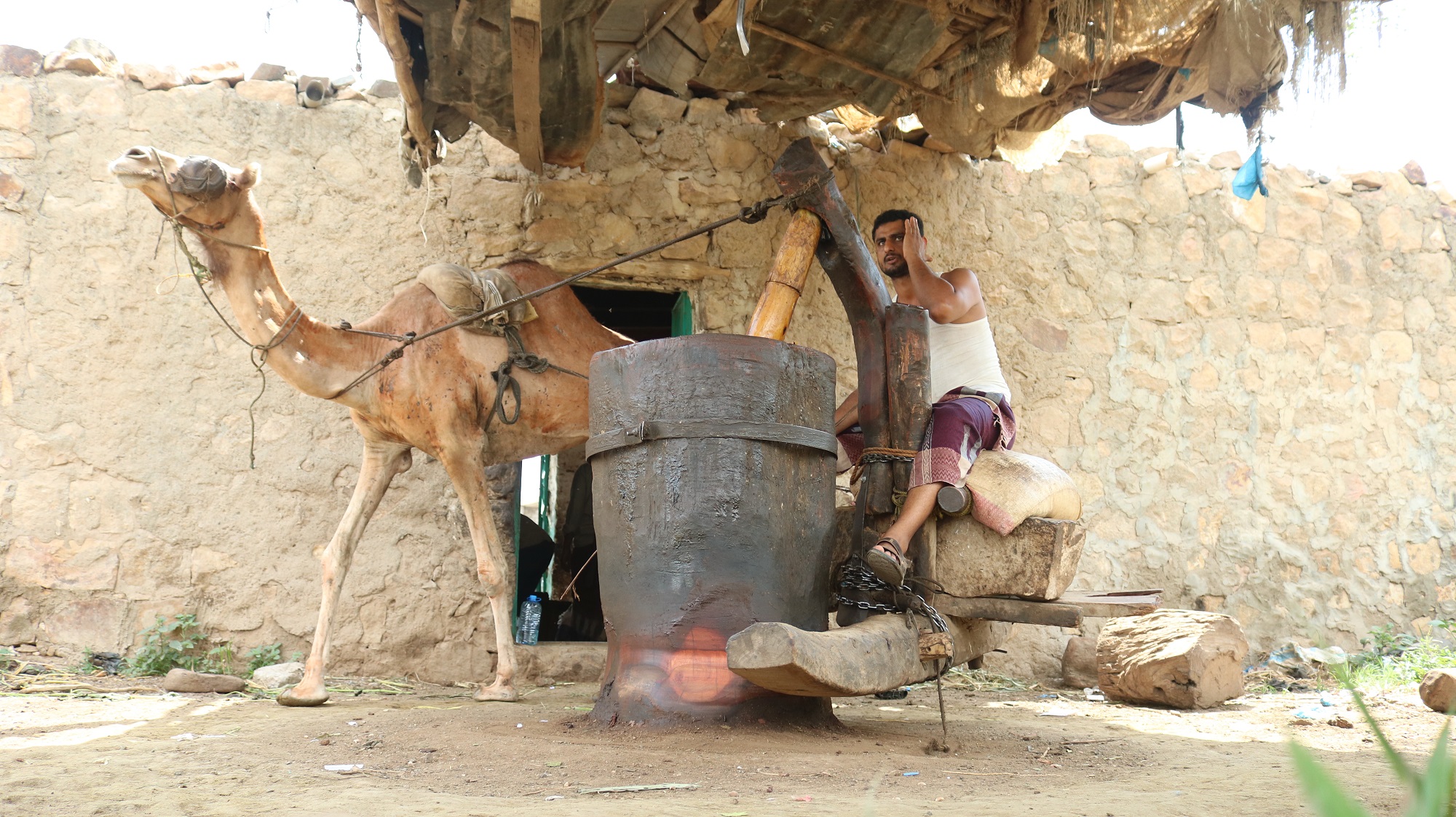 معصرة للسمسم تعمل بواسطة جمل في ريف مدينة تعز اليمنية
