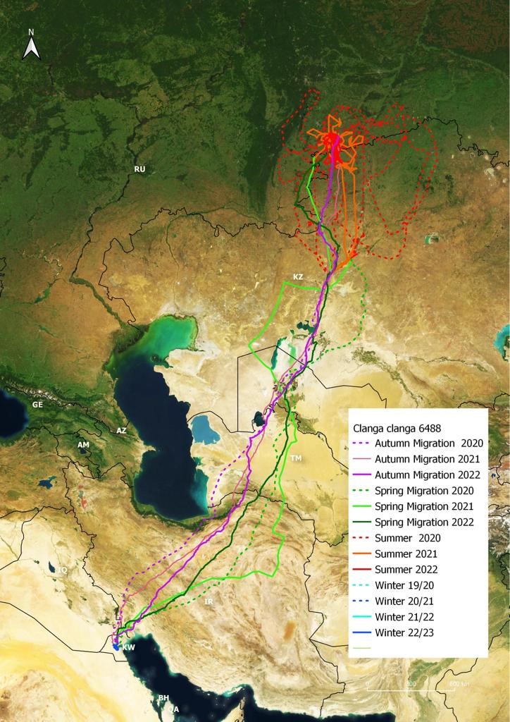 Kuwaiti Environmental Lens announces Greater Spotted Eagle's arrival