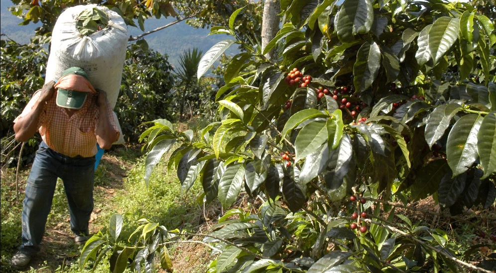 Tens of millions make living by working in Coffee beans plants