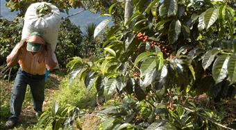 From Ethiopia's Kaffa rainforests to Cafes.. Epic tale of coffee