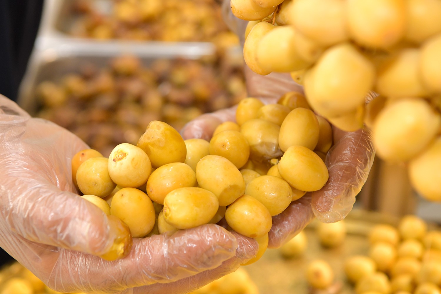 La Bahri, l'une des variétés koweïtiennes de datte