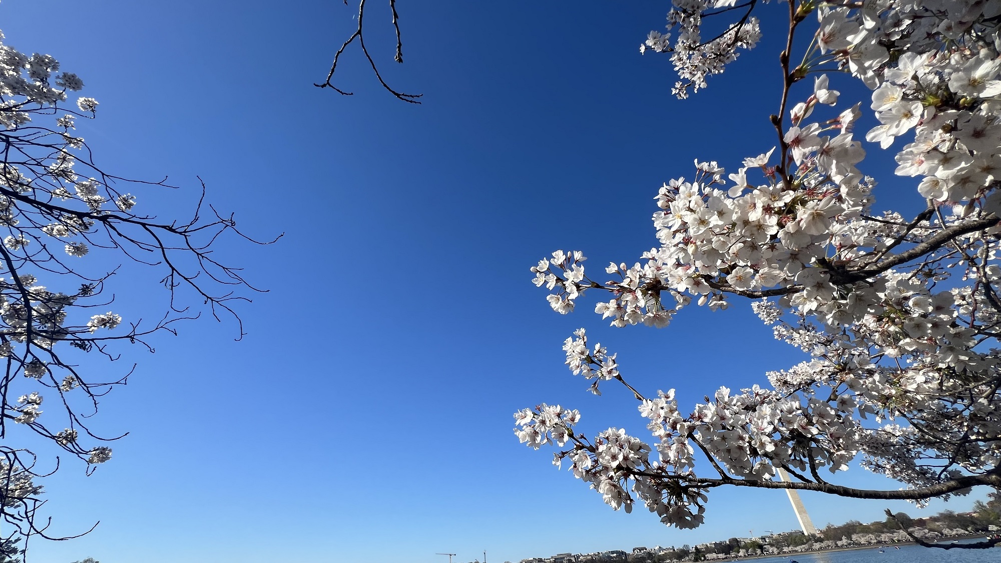 كونا Washington Cherry Blossom Festival celebrates friendship with