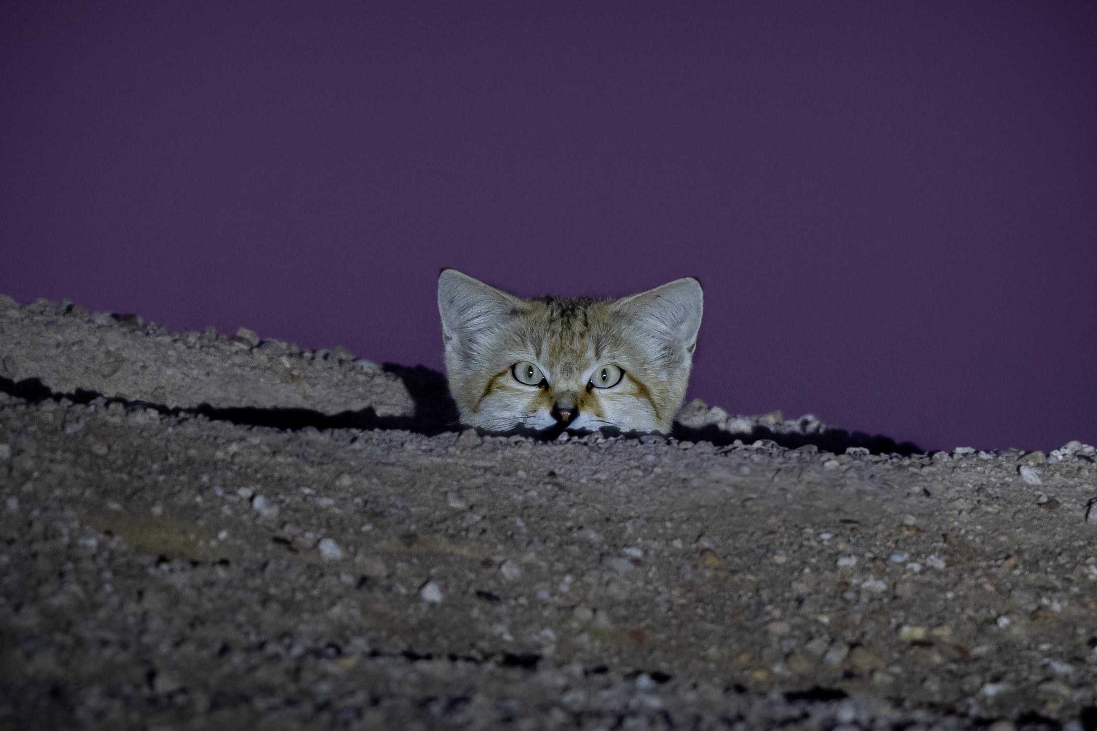 Sand cat spotted in the Al-Salmi desert