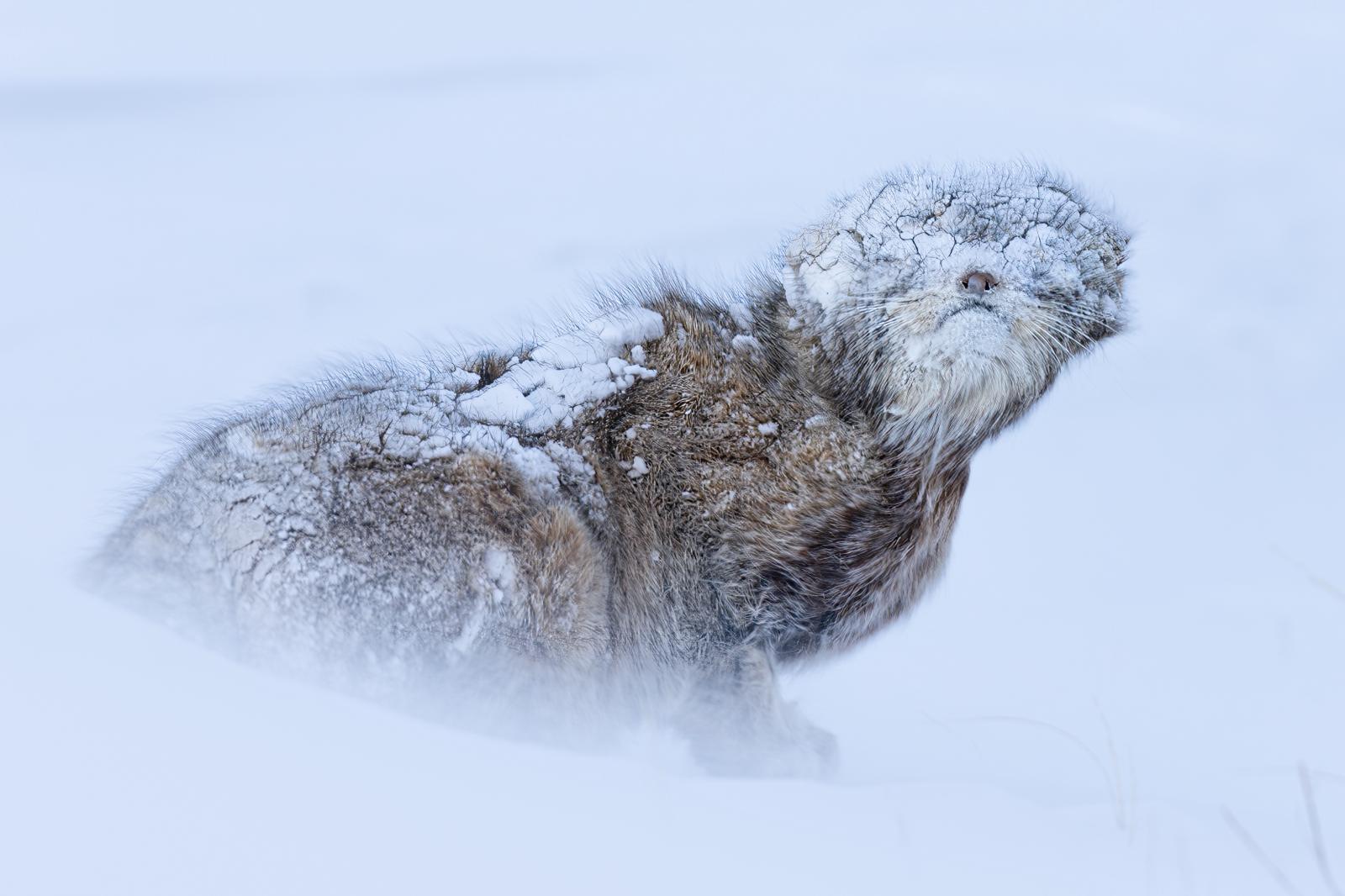 The winning photo in the competition's Commendation Award