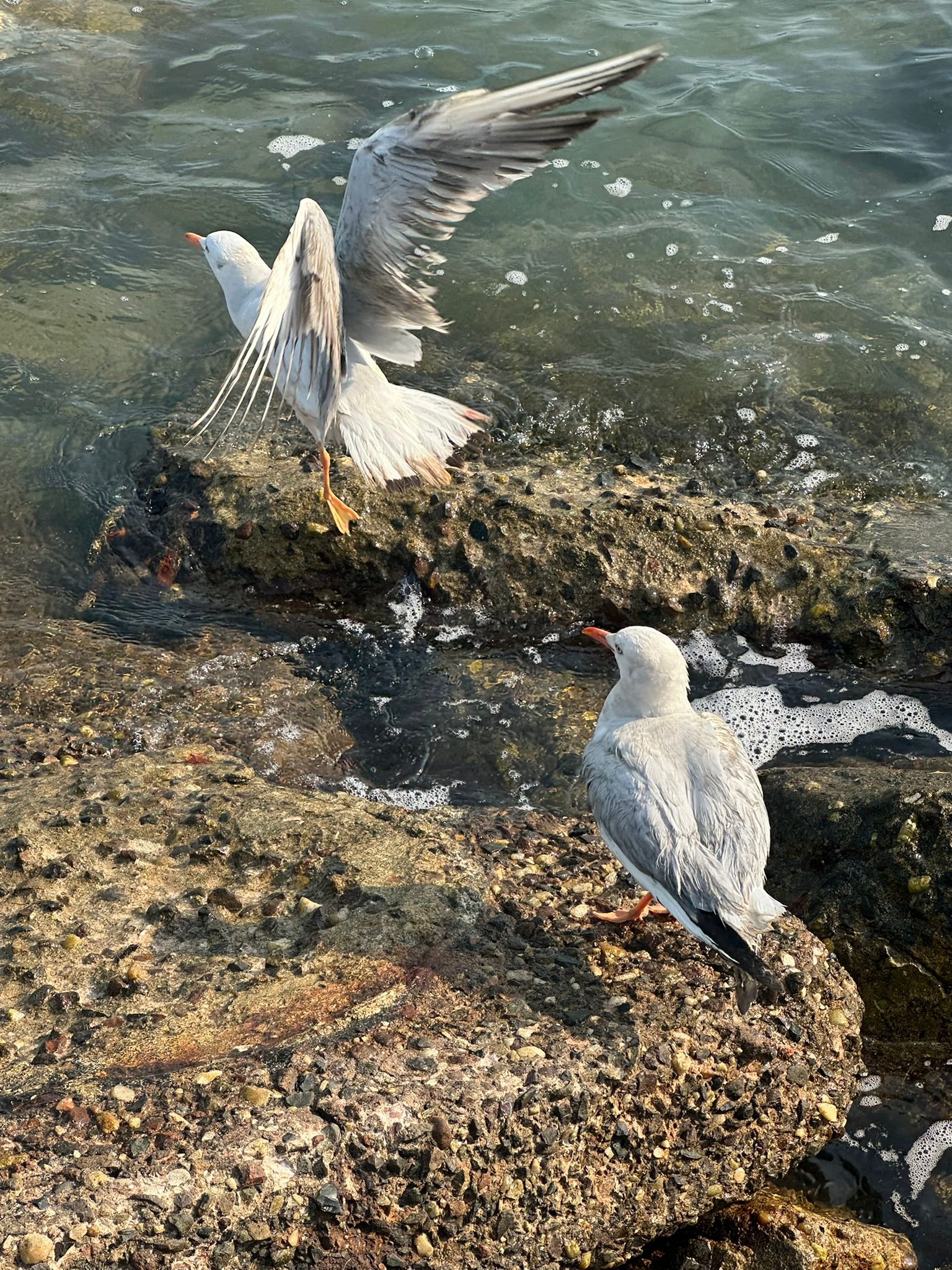 Kuwait's EPA personnel and Environmental Police scramble to save seagulls from poachers