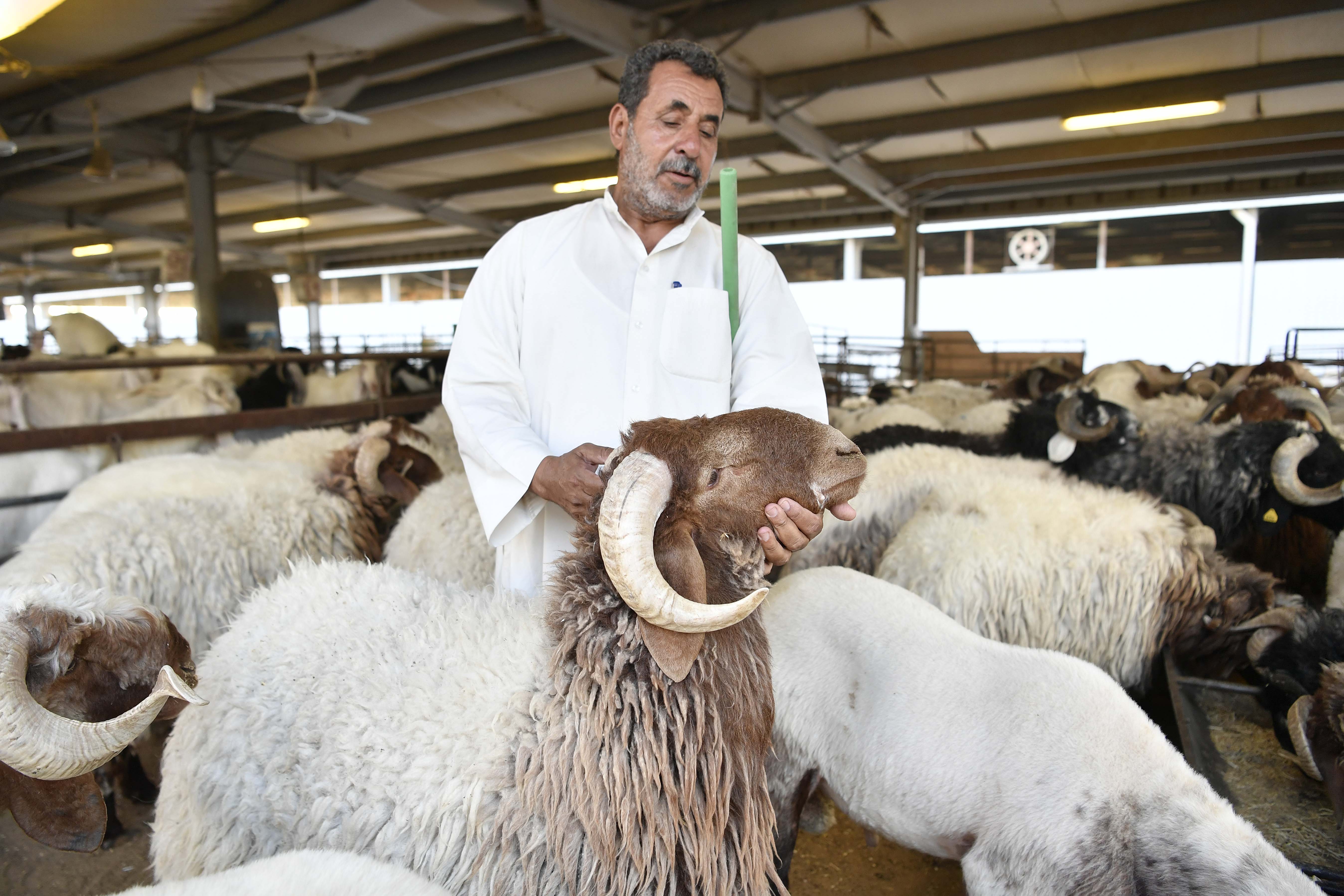 اختيار الاضحية بعناية