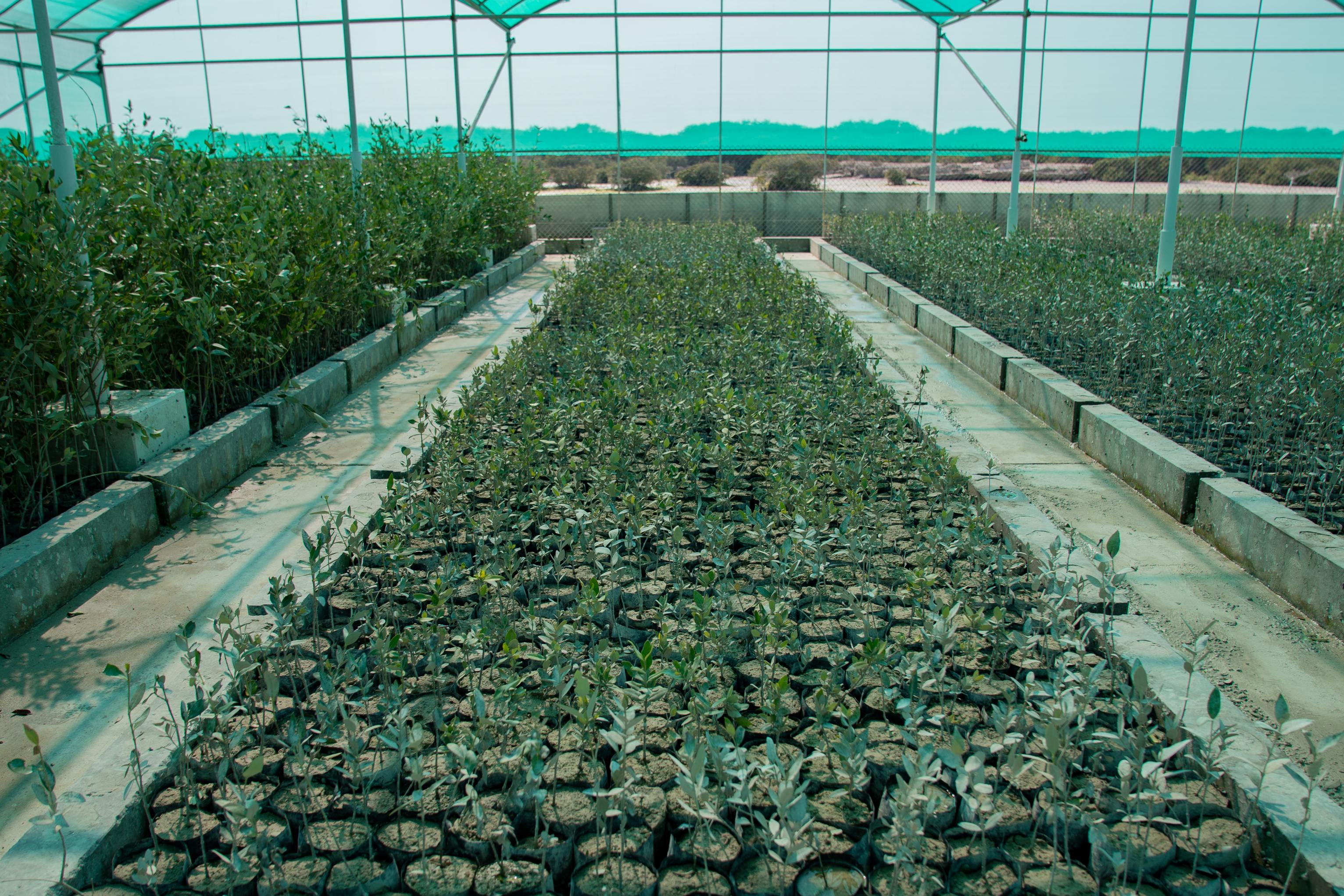 مملكة البحرين تستكمل مبادراتها المستدامة محليا ودوليا للحفاظ على البيئة ومكافحة التغيرات المناخية