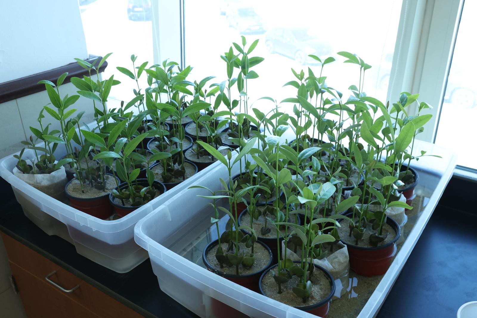 اكثر من 5000 شتلة من نبات القرم