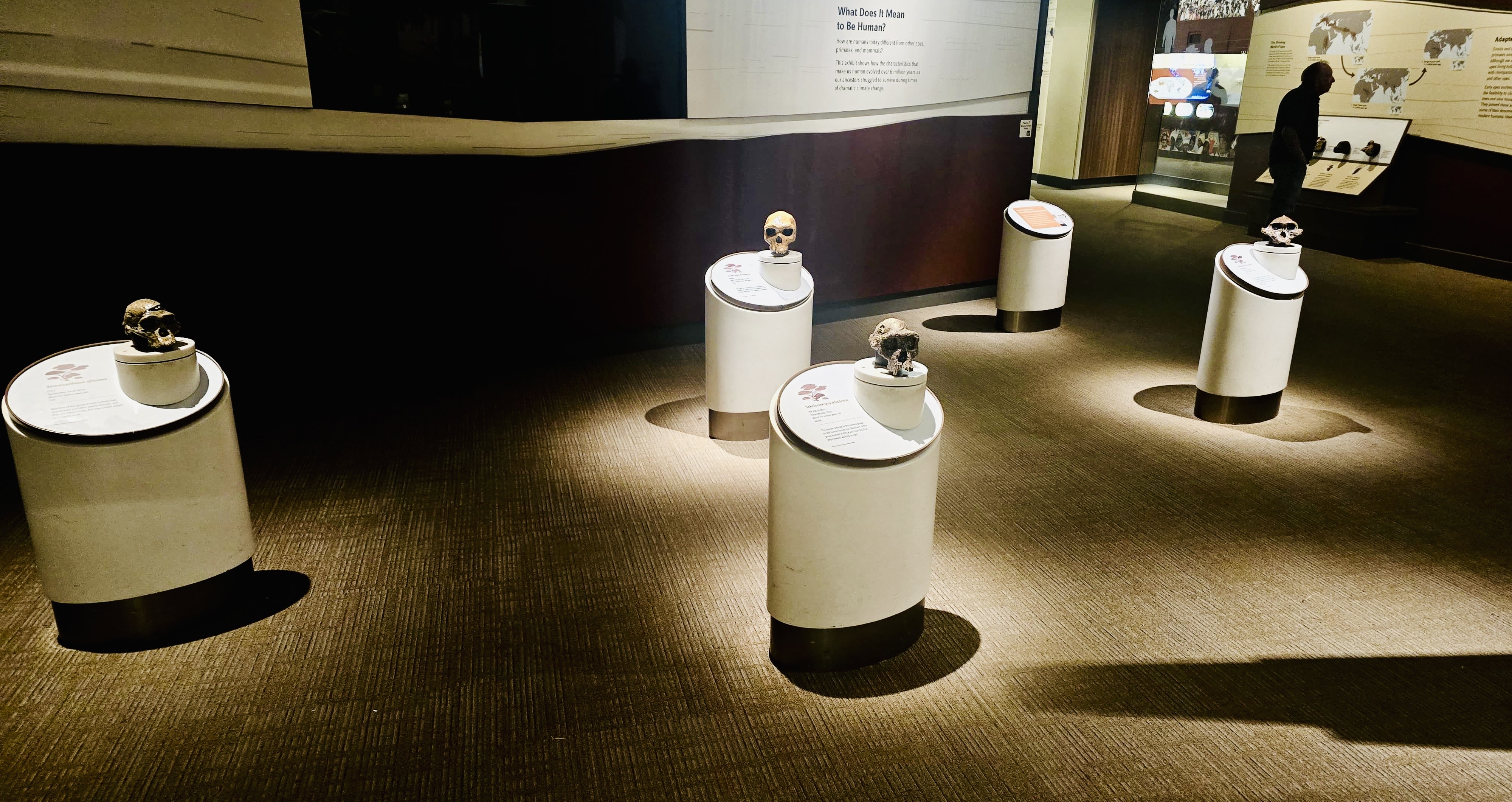 Smithsonian Museum of Natural History in Washington	