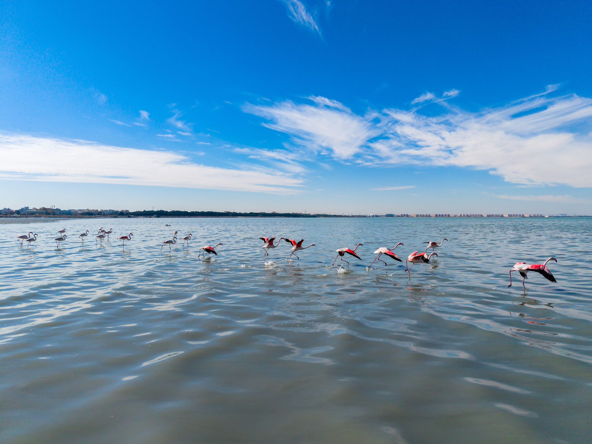 Dénombrement des oiseaux indigènes et migrateurs sur la plage de Sulaibikhat