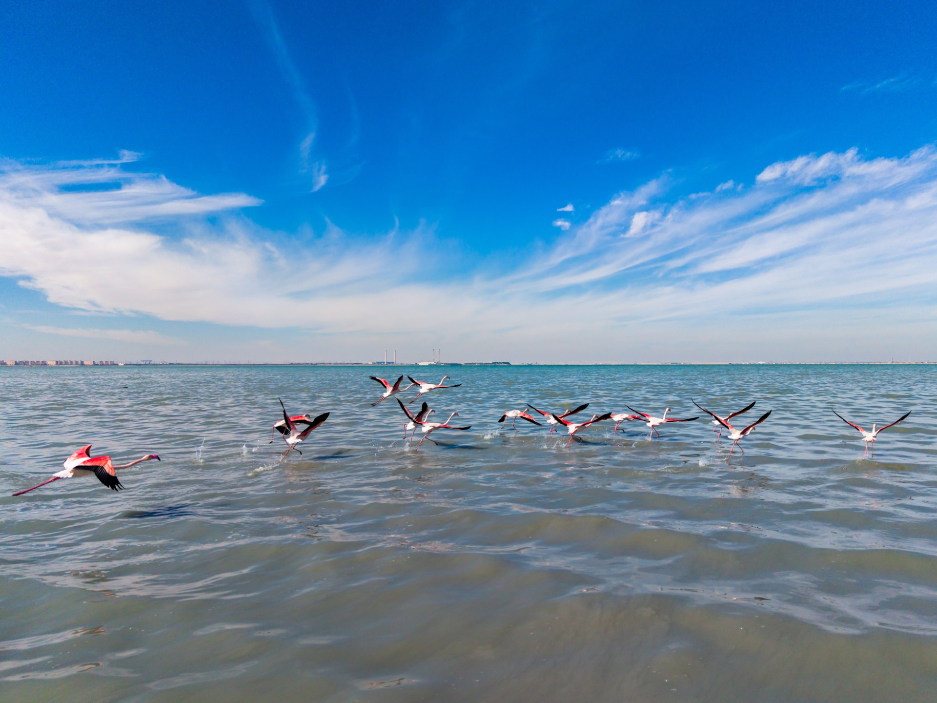 سرب من طيور (الفلامنغو) يحلق فوق شاطئ الصليبيخات خلال فعالية العد الشتوي
