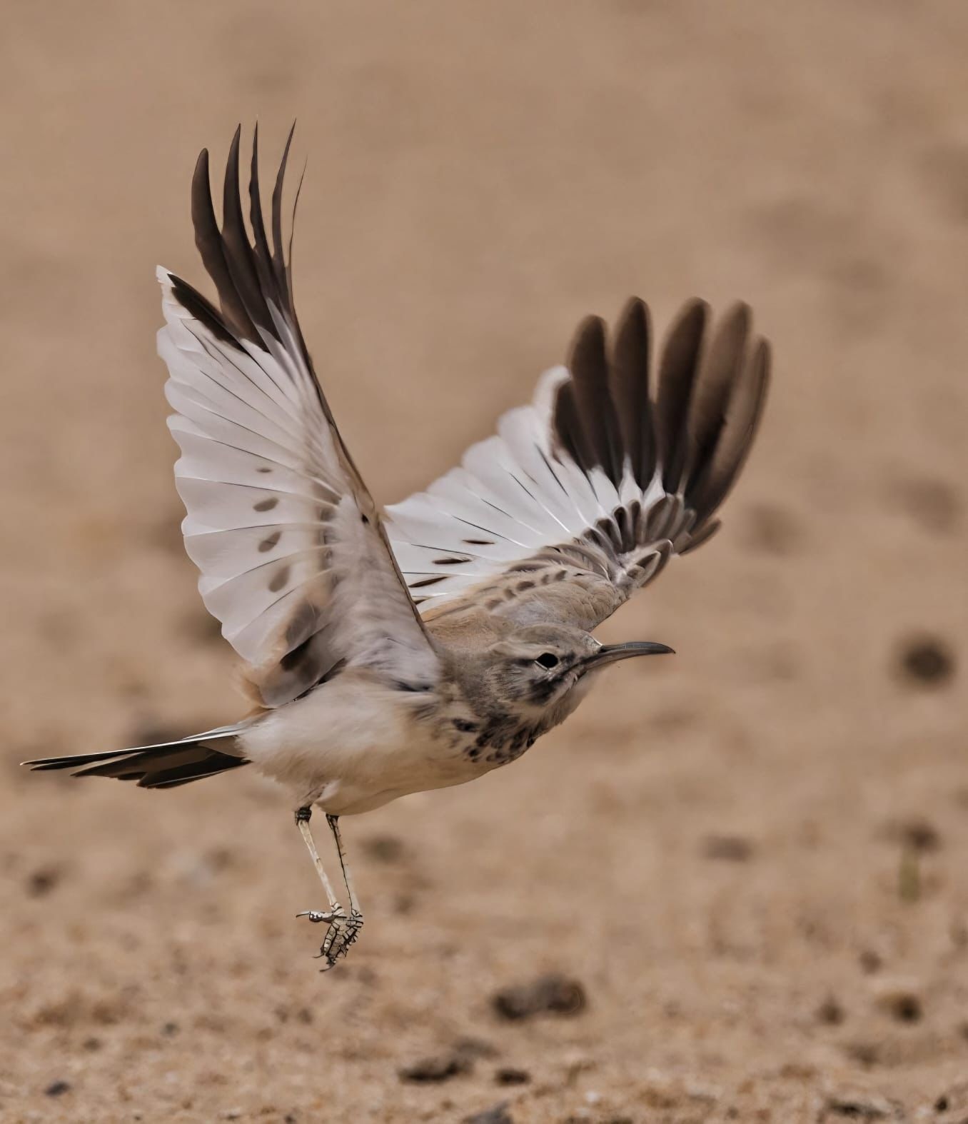 طائر الورقاء الذي تم رصده في البيئة الكويتية