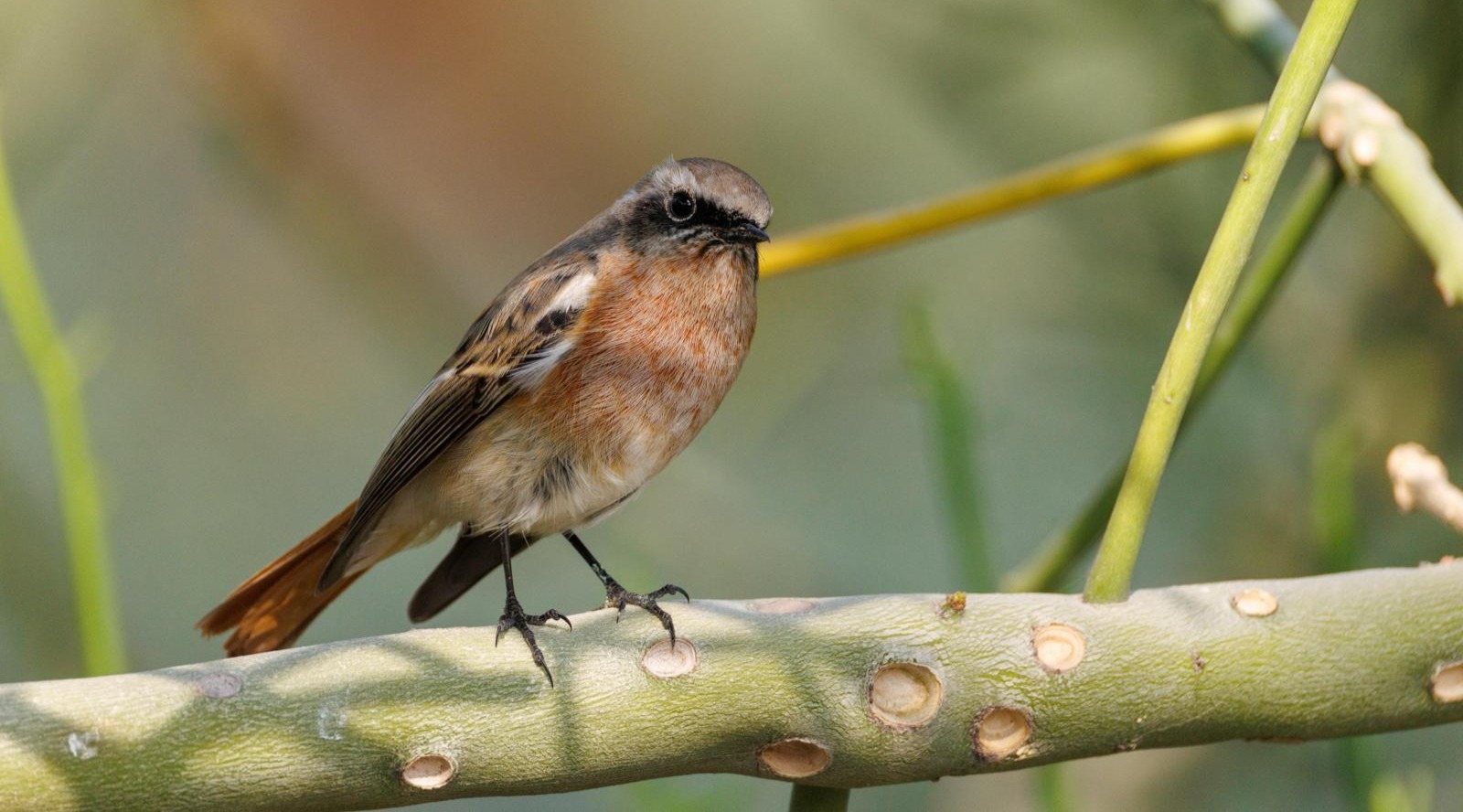 KEPS bird team adds five species, Kuwait list rises to 424