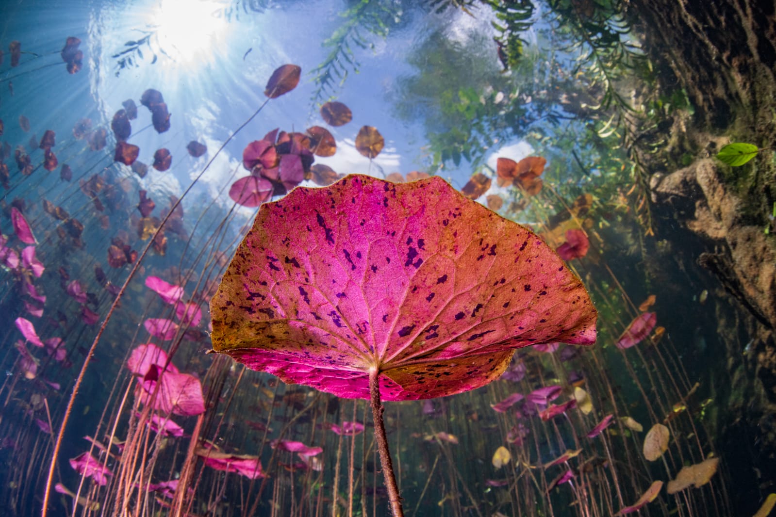 The winning photos in second place in the Best Portfolio category for landscapes, weather, and climate