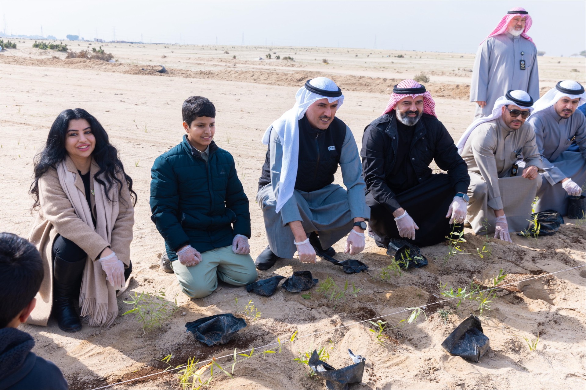 زراعة شتلات الاراك