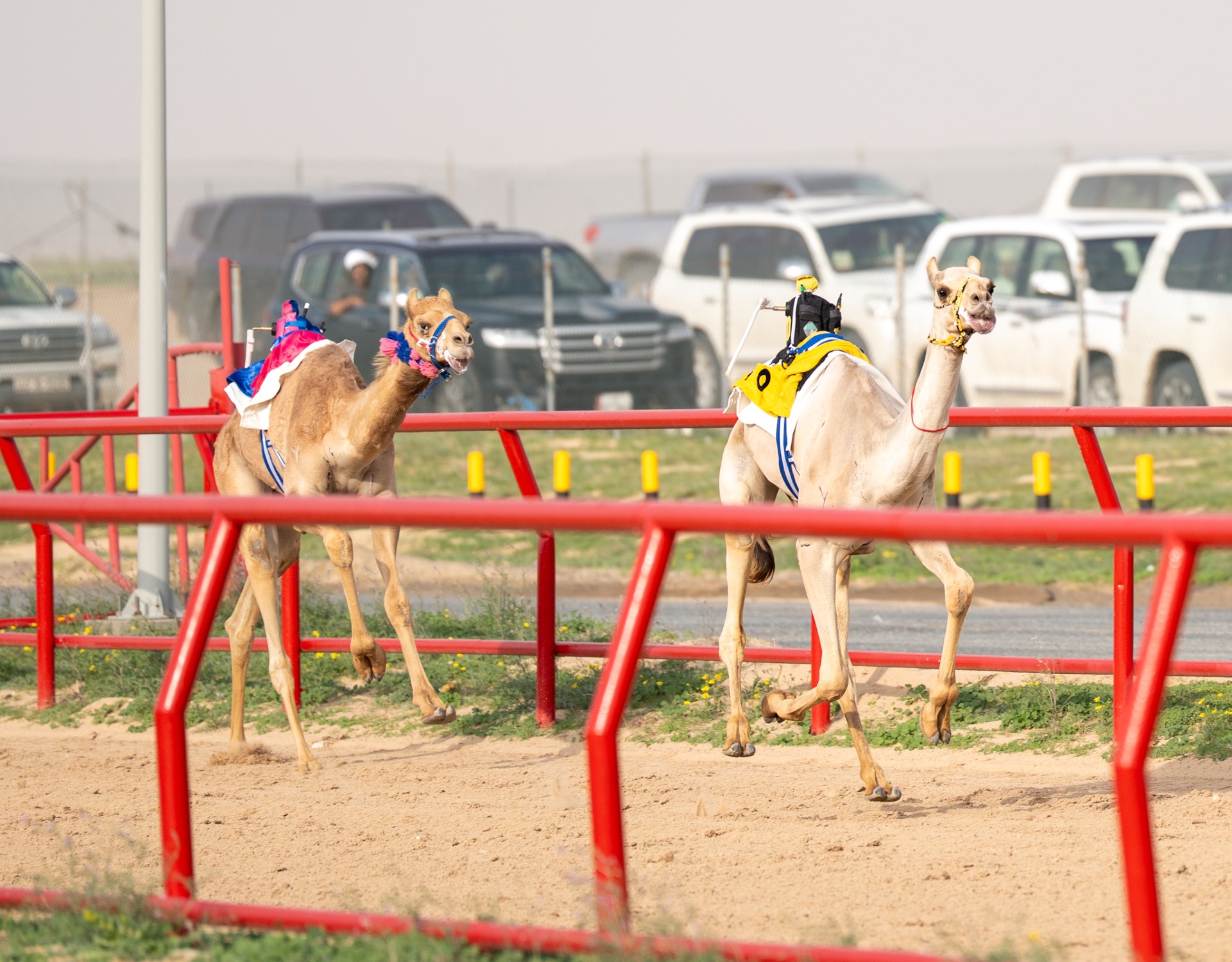 جانب من المنافسات