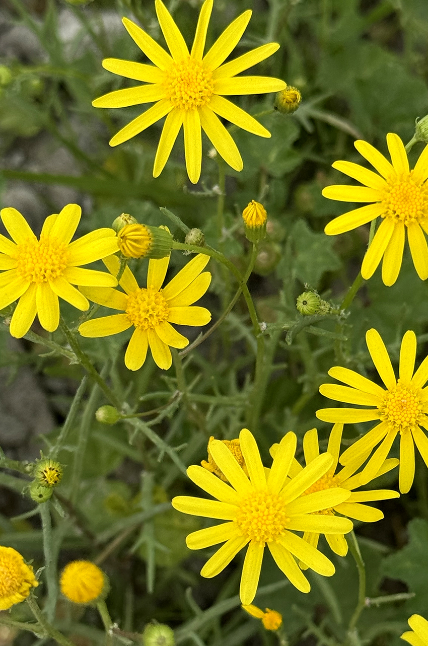 Les fleurs Al-Nuwair annoncent l’arrivée du printemps au Koweït